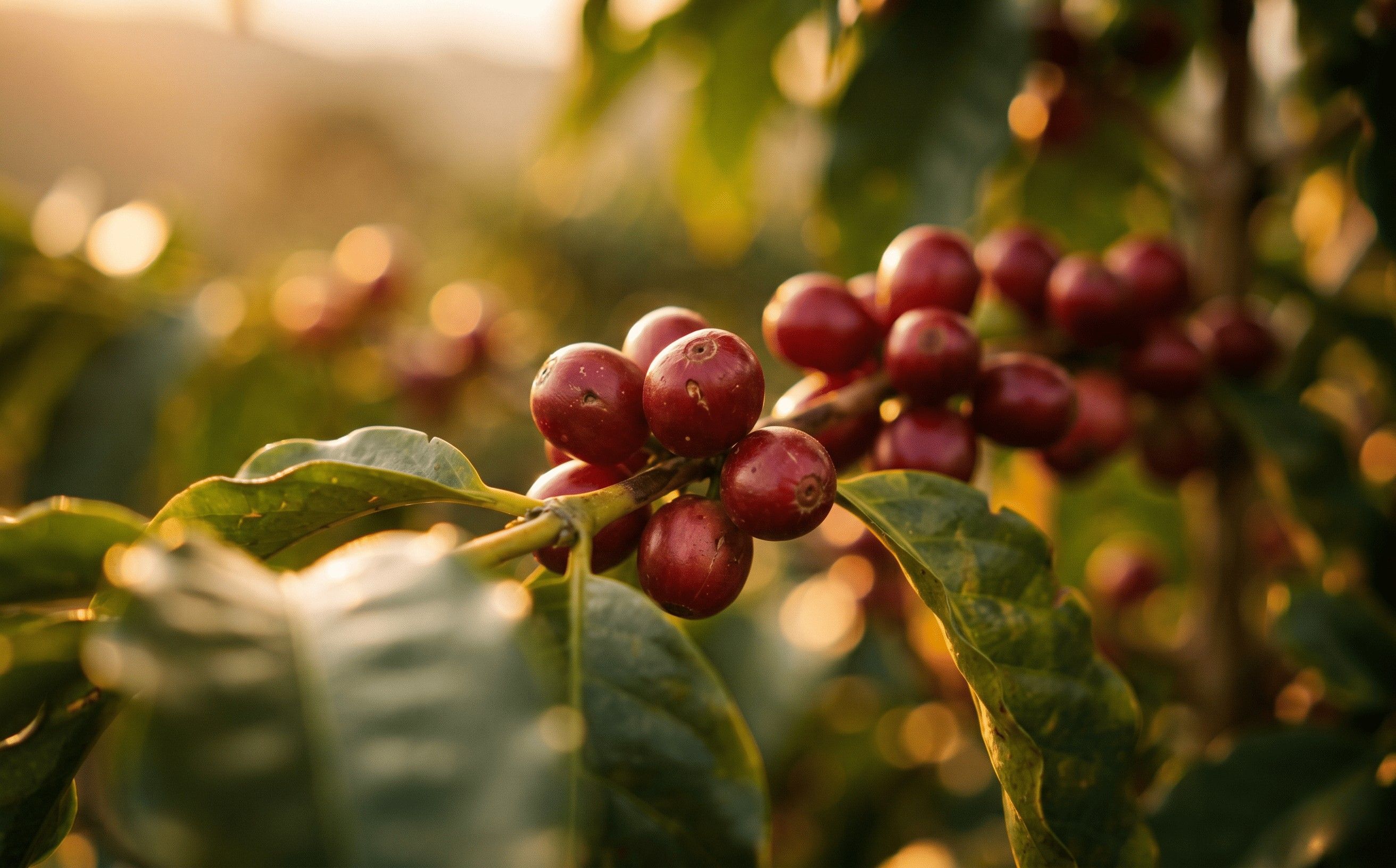 Ripe red coffee cherries on the branch, the raw fruit behind specialty coffee